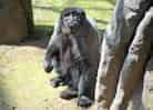 動物図鑑・コモンウーリーモンキー 4